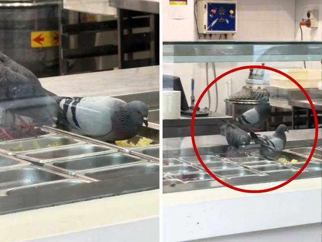 A video of pigeons flapping about among the toppings at a Crust Pizza shop in Sydney has gone viral.