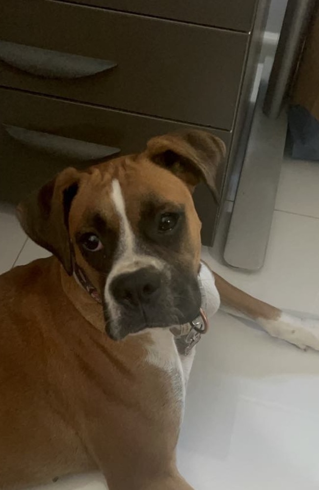 Luna, the 15-month-old boxer, was allegedly attacked in a break-in at Gunn on Saturday. Picture: Supplied