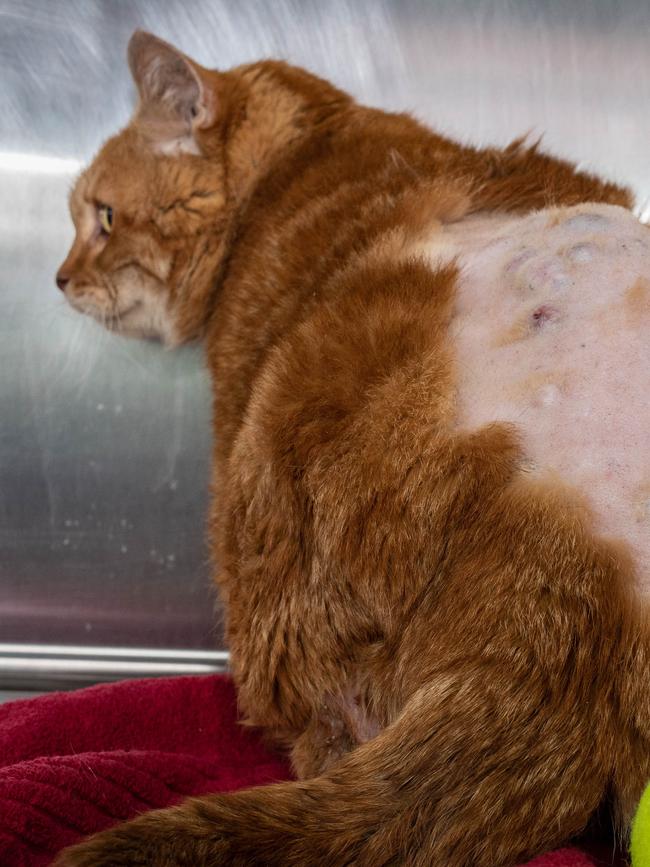 Kira suffered from skin scalding from a urine leakage. Picture: RSPCA