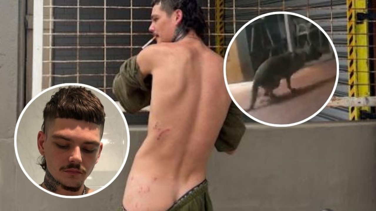 Chemist thief caught by dog squad feels bite of the law