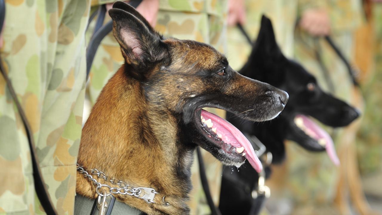 Military working dogs Warrior and Victory were presented with war dog operational medals in 2012. Purple Poppy Day on February 24 commemorates Australia’s serving animals past and present.