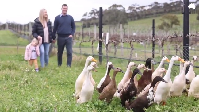 Indian runner ducks - an organic solution to a snail problem