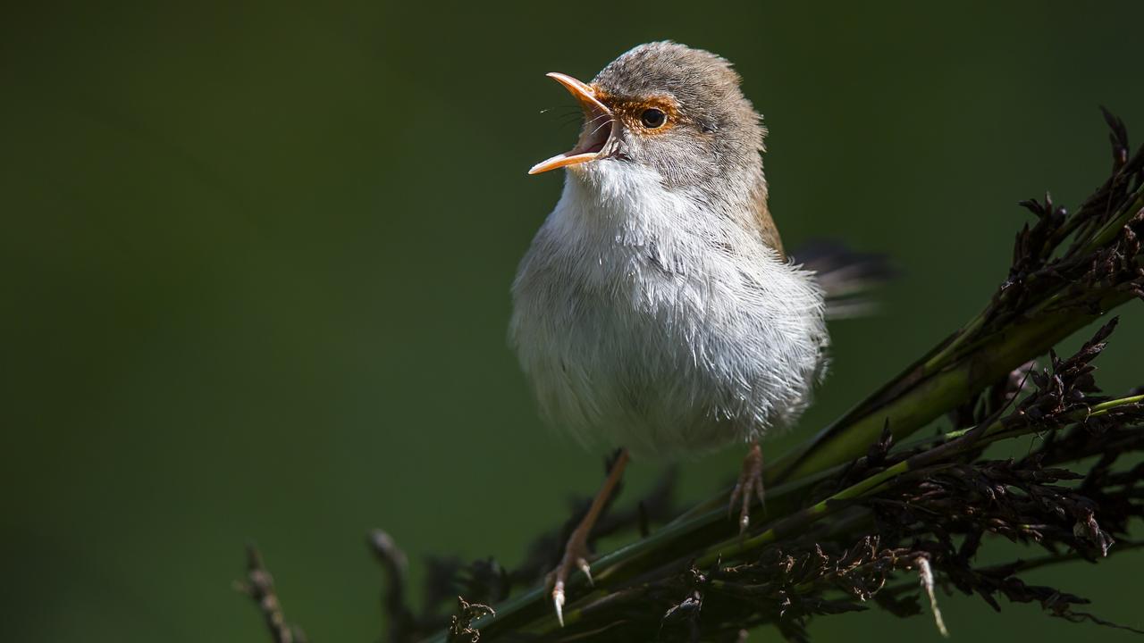 We analysed citizen science to find Australia's top 10 most elusive birds