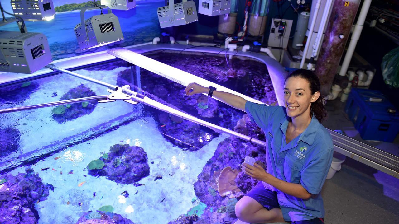 Behind the scenes at Reef HQ. Aquarist Kathy Connellan at the Colours Tank. Picture: Evan Morgan