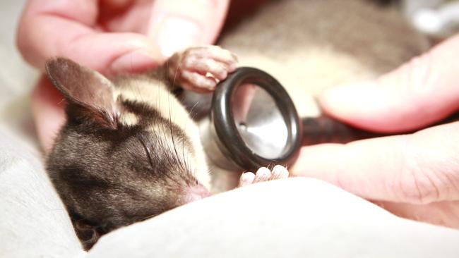 A female Leadbeater’s possum gets a check-up at Healesville Sanctuary.