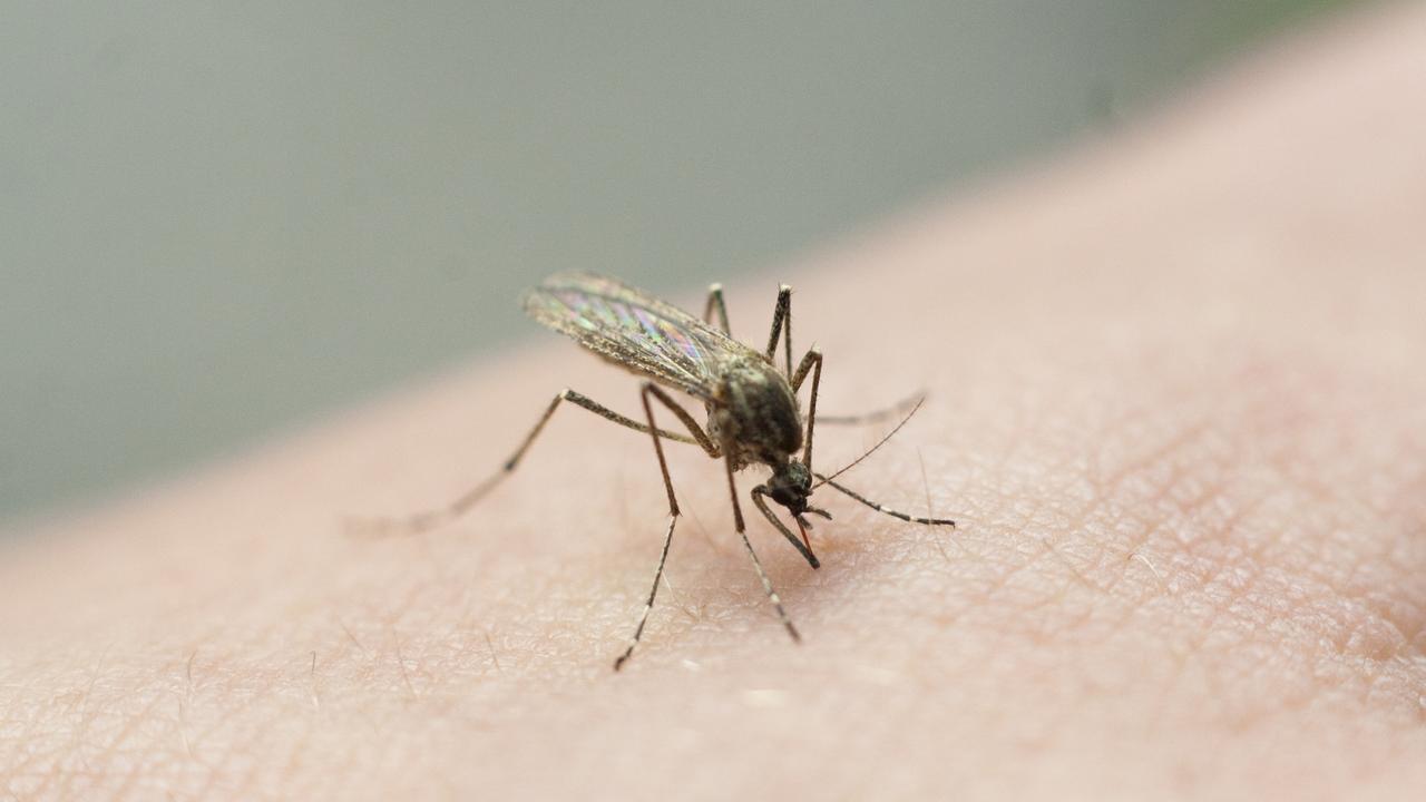 Deadly encephalitis virus found in North Burnett mosquitoes