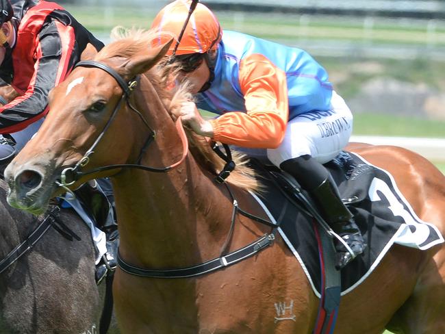 Champ Elect takes out the Calway Gal Stakes at Doomben late last year. Picture: Grant Peters, Trackside Photography