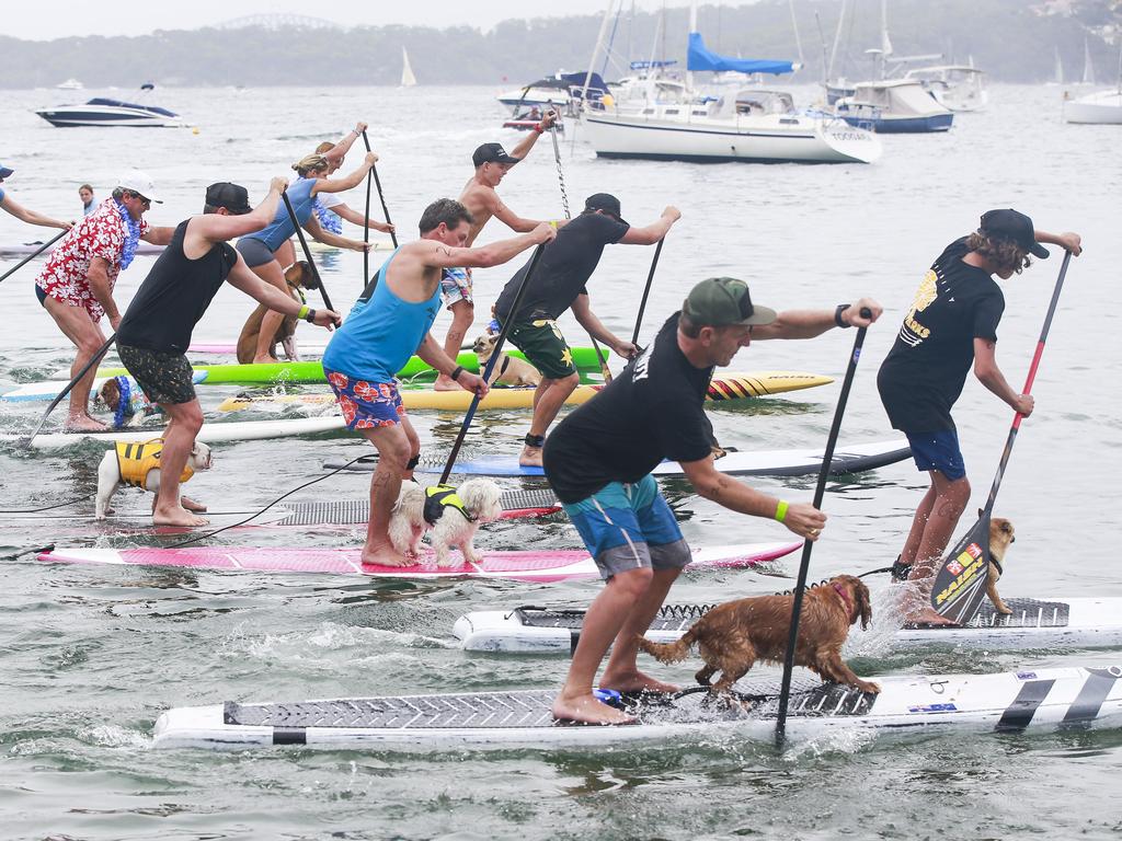 Australia Day stand up paddle board races at Watsons Bay. Picture: Dylan Robinson