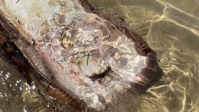 The alien-like coffin ray that washed ashore dead on the banks of Balmain's foreshore. Picture: Karen Taylor