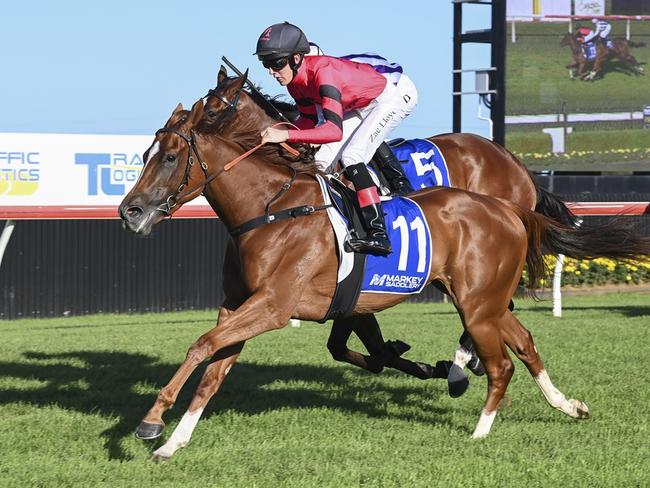 Starmae will appreciate a drop in grade and weight when she steps out on her home track. Picture: Bradley Photos