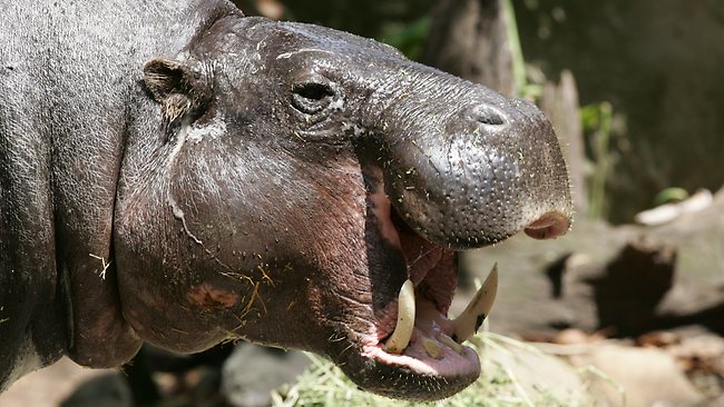 Keeper at Czech zoo mauled by pygmy hippo | news.com.au — Australia’s ...