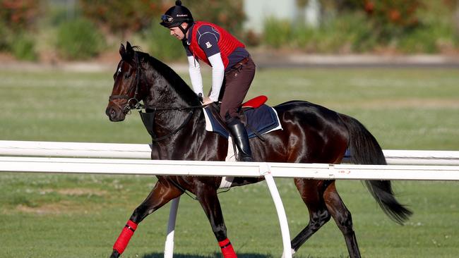 I Am Superman goes through his paces at Canterbury Park. Picture: Toby Zerna