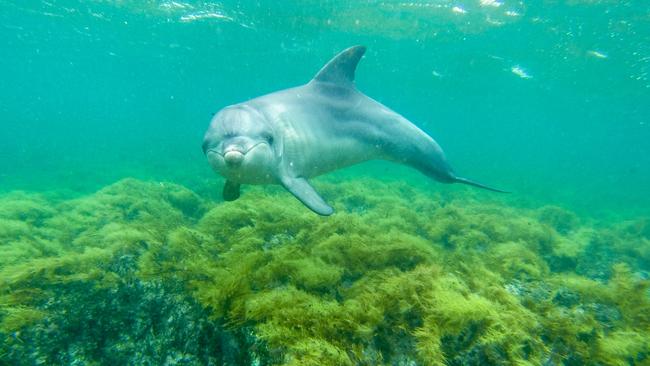 Swimming with dolphins, Baird Bay Experience at Baird Bay on Eyre Peninsula, South Australia.