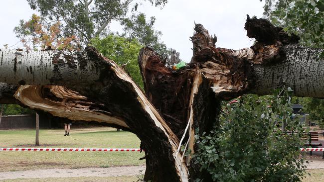 A man was injured shielding his children when the tree in Tusmore Park split in two. Picture: AAP/Emma Brasier.