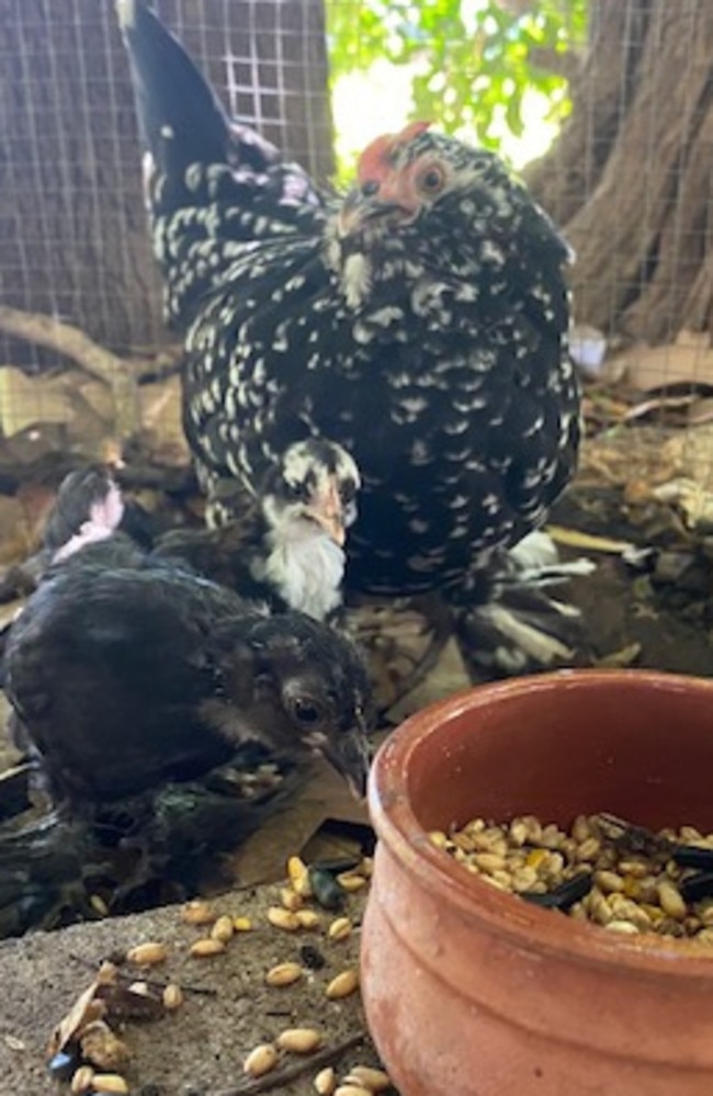 Some of the chickens that were killed in an act of violence at Jingili Primary School. Picture: Supplied