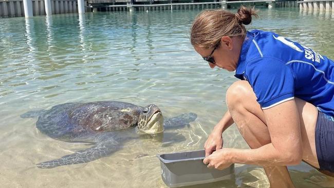 Dr Claire Madden said she has seen an increase in disease affecting turtles in South East Queensland. Pictured: Dr Claire Madden.