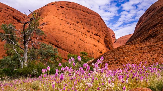 Explorers saw a very different Australia to the one we see today. Picture: iStock