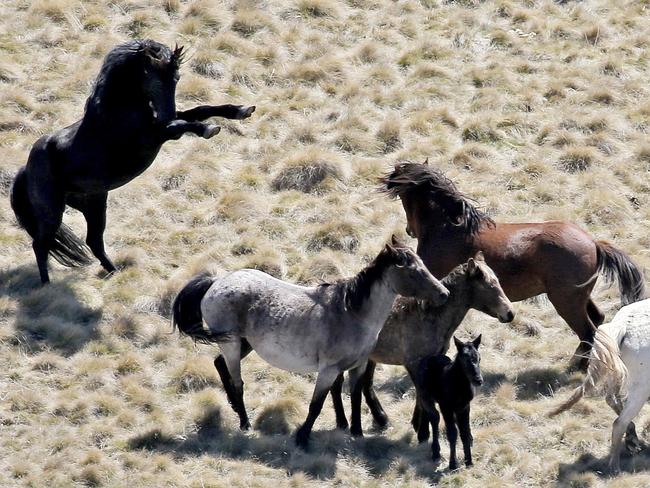 Some wild brumbies in the Kosciuszko National Park. Picture: Stephen Cooper
