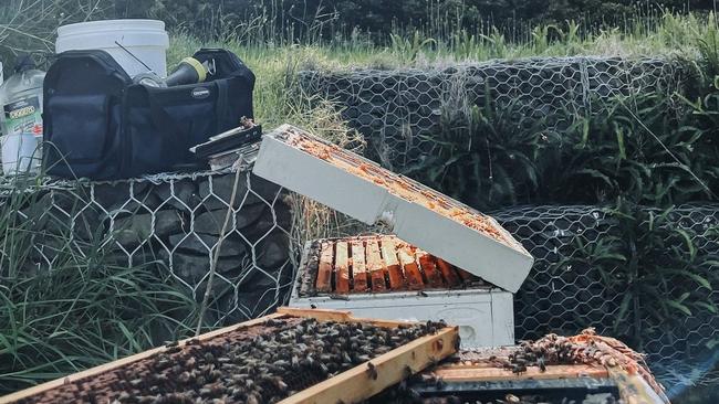 Harpreet Kaur became a beekeeper to produce raw honey for his sick mother.