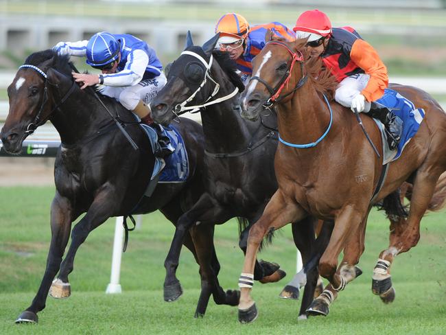 Big Tree takes out the final race at Doomben. Picture: Grant Peters, Trackside Photography