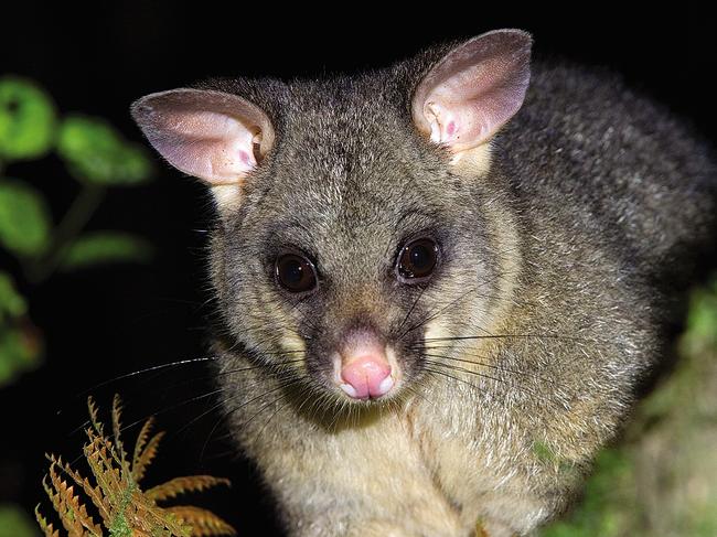 A new wildlife and trails guide has been released for Magnetic Island, showing visitors the best spots to get up close to some of the island's wildlife.Pictured: Brush-tail possumImages courtesy of TEL, Andrew Rankin, Mary-Anne Law, and Magnetic Informer