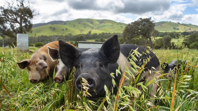 Free-range Berkshire pigs on the Hagan family’s farm at Tooborac. Pictures: Zoe Phillips