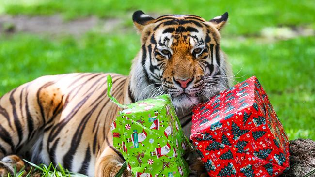 Three-year-old Khan at Dreamworld’s Tiger Island.