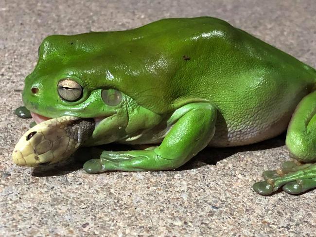 A green frog eating a coastal taipan at Stuart. Photo: Jamie Chapel