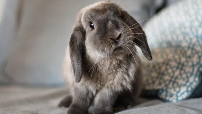 CUTE BUNNY ON THE SOFA