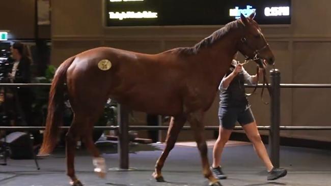 Bella Nipotina in the sales ring on Thursday night