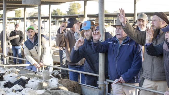 Buyers and processors reacted to higher lamb prices this week. Picture: Zoe Phillips