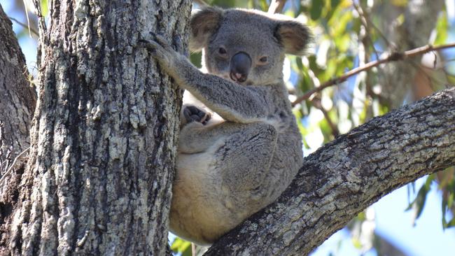 Some evidence of koalas was found on the proposed site.