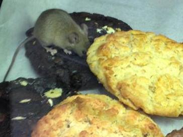 Mouse found cookie cabinet at Port Lincoln Woolworths. Picture: Facebook