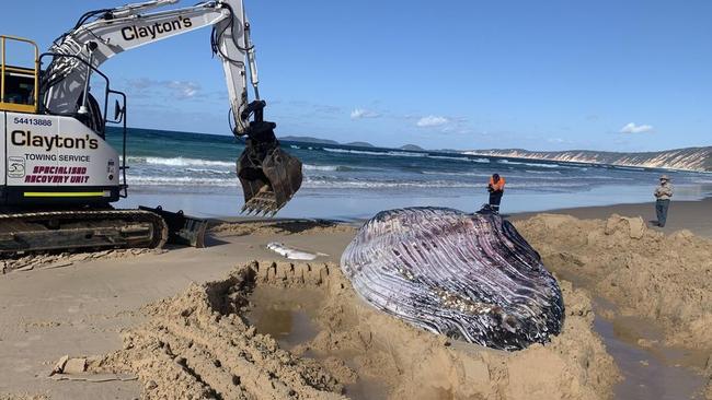 Clayton's Towing was forced to dig around the whale’s carcass before towing it away.