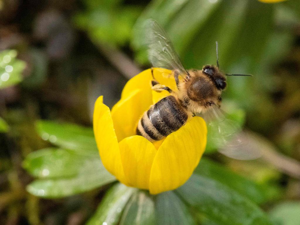 Bees killed more people in Australia than snakes. Picture: Thomas Kienzle/AFP