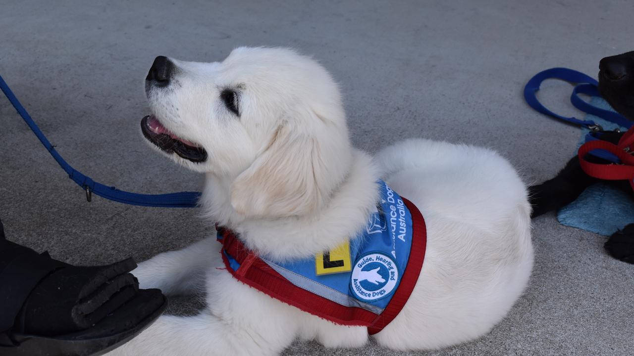 One of the therapy dogs that has been trained in prison