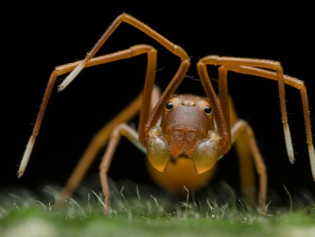 A close up shot shows the Face of Deception, which is the 2019 winner of the Animal Portraits category. The animal is actually an ant mimicking a spider as it rears up on its back legs. Picture: Ripan Biswas / Wildlife Photographer of the Year