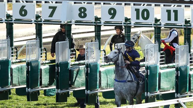 No longer Australian sport’s most stubborn grey bronco … Chautauqua wouldn’t leave the gates. Picture: Getty