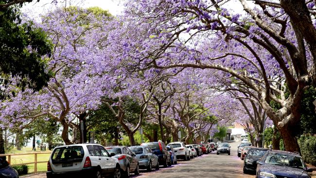 Tree-lined streets help to keep suburbs cooler on hot days.