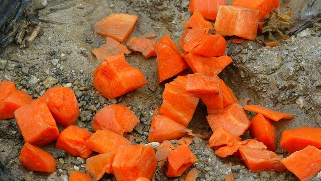 Tasmanian Tiger sighting 1080 poison treated carrots near the site of the 1982 tiger sighting on Salmon River Road, south of Togari.