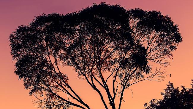 An eucalyptus at sunset.