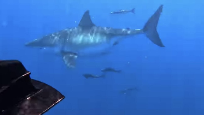 Footage has captured the wild moment a massive great white shark attacked a boat off the Sunshine Coast. Picture: Facebook/Jayden Grace.