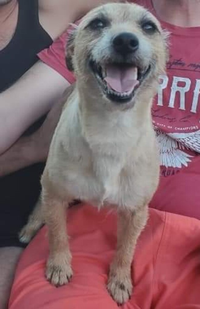 Milo, the five-year-old Jack Russell terrier escaped from the pet handlers at AeroPets’ warehouse in Tullamarine. Photo: supplied