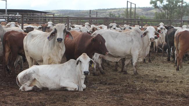 The Tri Nations holding yards where cattle are quarantined before they are loaded on to an export ship. Picture: Charlie Peel