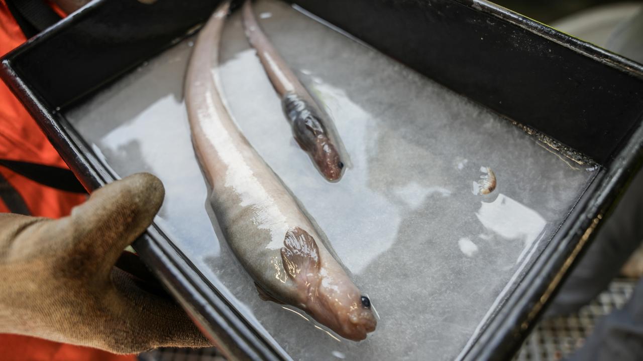 Two eelpouts new to science taken in a fish trap set in 2,700m depth on the Ocean Census Expedition to the Bounty Trough. Picture: Ocean Census/NIWA