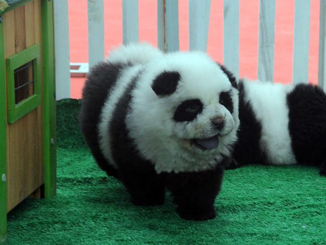 Chow Chow dogs have been painted up like pandas and sold in Chinese pet shops.