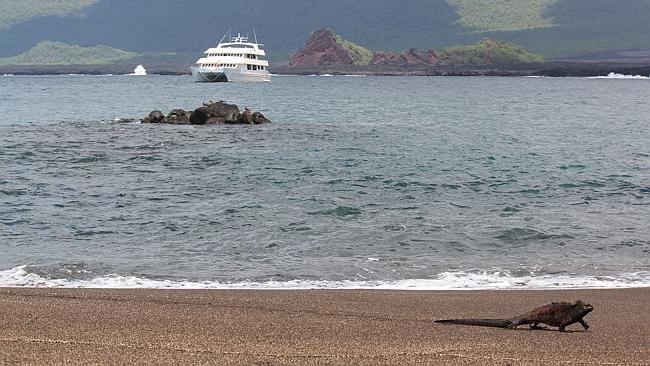 The Queen Beatriz and a marine iguana in the Galapagos Islands. Picture: Chanel Parratt 