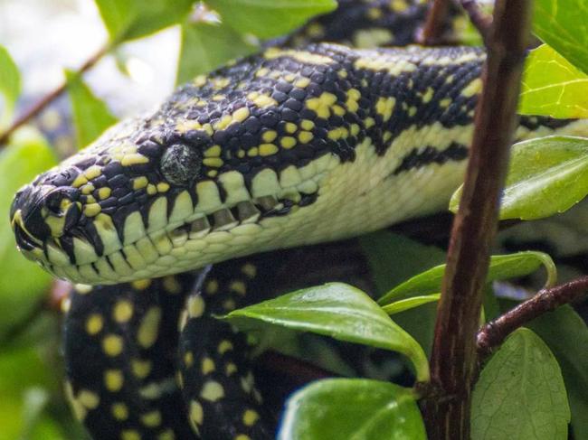 Diamond pythons are the only kind of python found in the Sydney region.