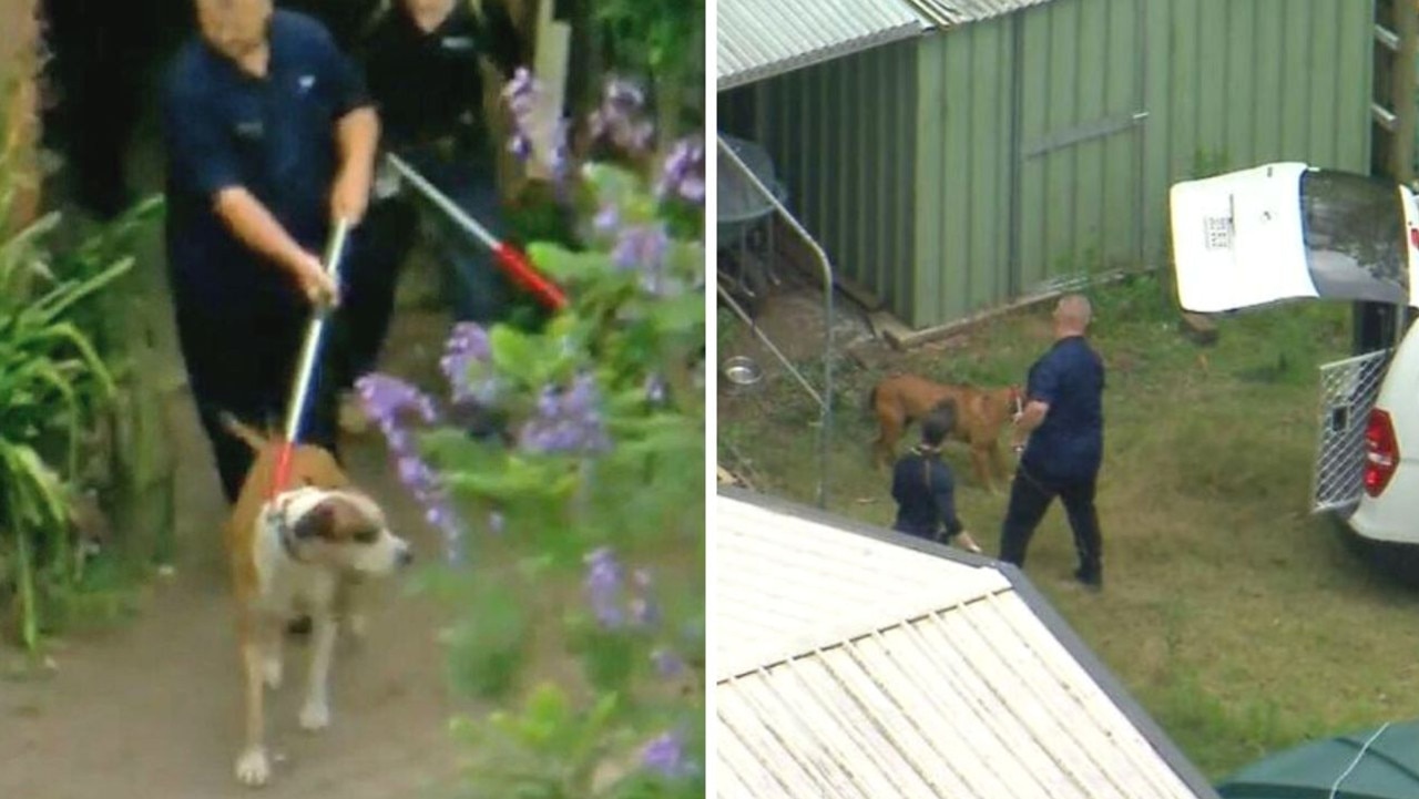 Two dogs who fatally mauled a meter reader in Queensland on Saturday have been put down. Picture: Nine News