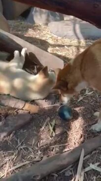 Berry Springs Tavern donates unincubated emu eggs to dingoes